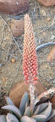Aloe claviflora