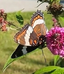 Limenitis arthemis arthemis