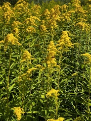 Solidago