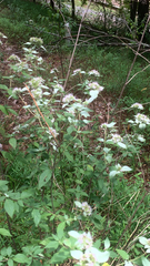 Pycnanthemum