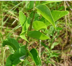Desmodium viridiflorum