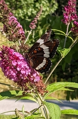 Limenitis arthemis arthemis