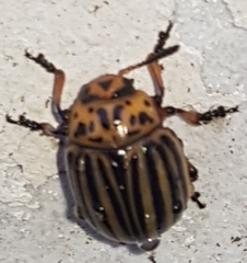 Leptinotarsa decemlineata