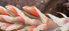 Aloe claviflora