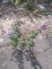 Origanum