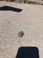 Hyla versicolor