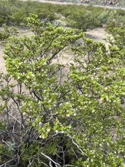 Larrea tridentata