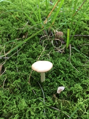 Clitocybe subditopoda