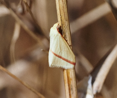 Rhodometra sacraria