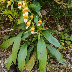 Digitalis laevigata