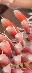 Aloe claviflora