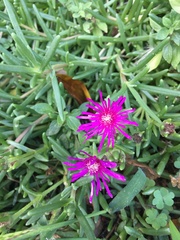 Delosperma