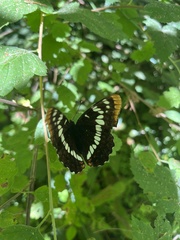 Limenitis lorquini