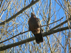 Patagioenas araucana