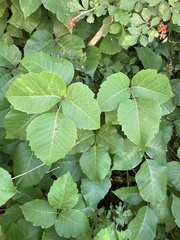 Toxicodendron rydbergii