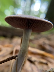 Cortinarius iodes