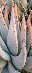 Aloe claviflora