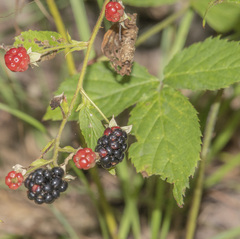 Rubus fruticosus