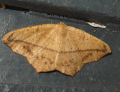 Prochoerodes lineola