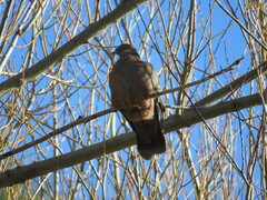 Patagioenas araucana