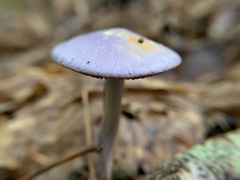 Cortinarius iodes