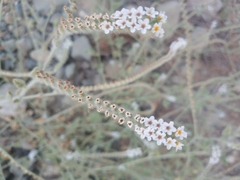 Heliotropium