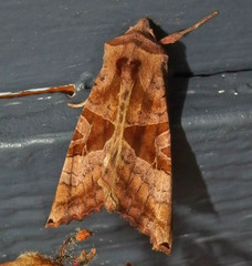 Phlogophora periculosa