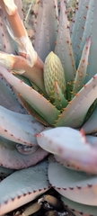 Aloe claviflora