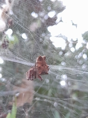 Cyrtophora citricola