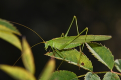 Phaneroptera falcata