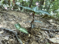Chimaphila maculata