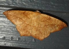 Prochoerodes lineola