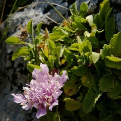 Pterocephalus pterocephala