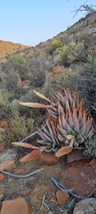 Aloe claviflora