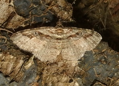 Costaconvexa centrostrigaria