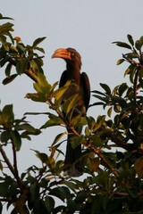 Lophoceros alboterminatus