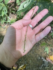 Persicaria virginiana