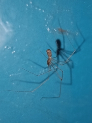 Pholcus phalangioides