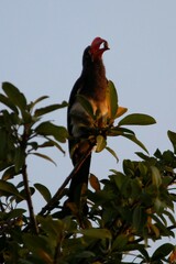 Lophoceros alboterminatus