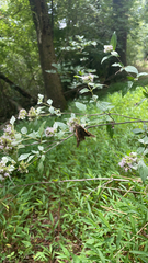 Pycnanthemum