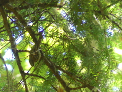 Certhia americana