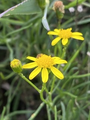 Senecio burchellii