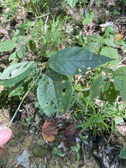 Persicaria virginiana