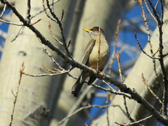 Turdus falcklandii