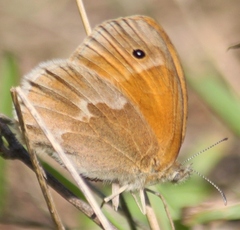 Coenonympha california