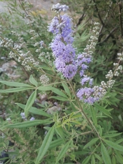 Vitex