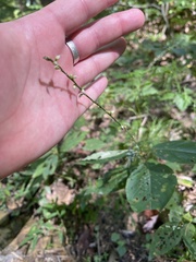 Persicaria virginiana