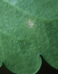Septoria chelidonii