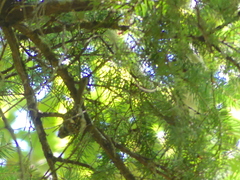 Certhia americana