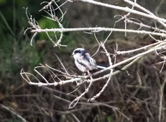 Aegithalos caudatus